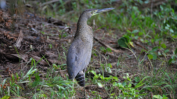 Tiger Heron