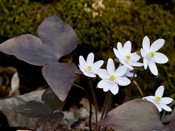 Hepatica