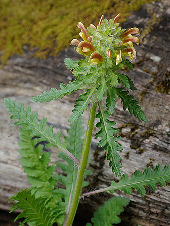 Lousewort