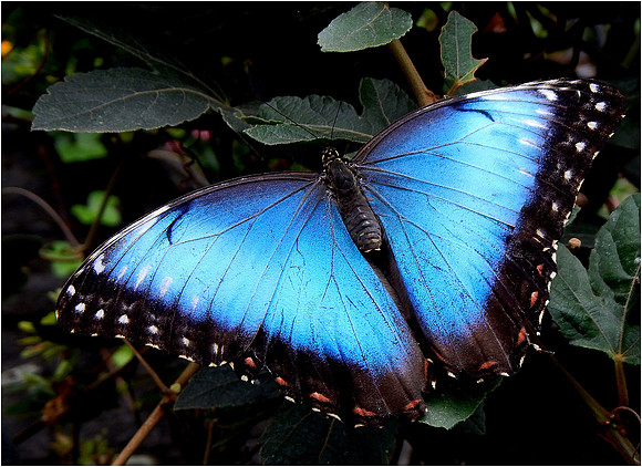 Blue Morpho