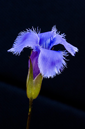 Fringed Gentian