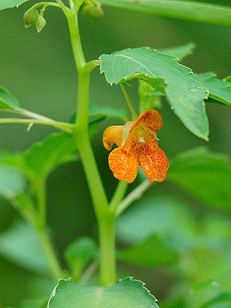 Spotted Jewelweed