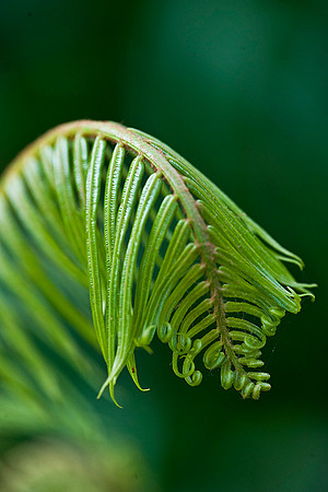 Fern
