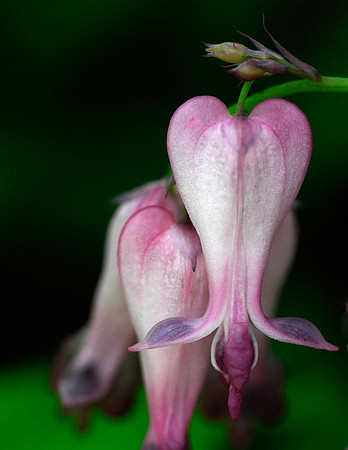 Bleeding Hearts