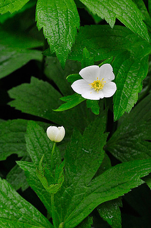 Canada Anemone