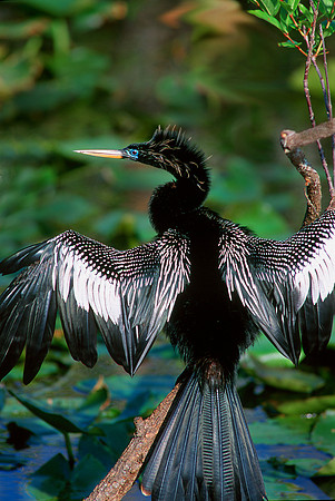 Anhinga