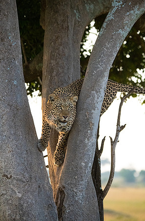 Leopard in Tree