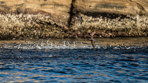 Jumping fish