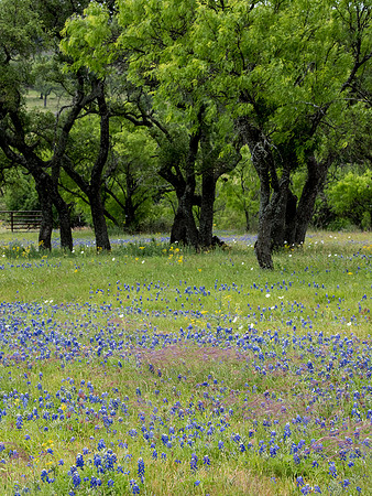 Texas Hill Country