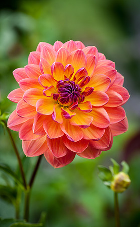Longwood Gardens
