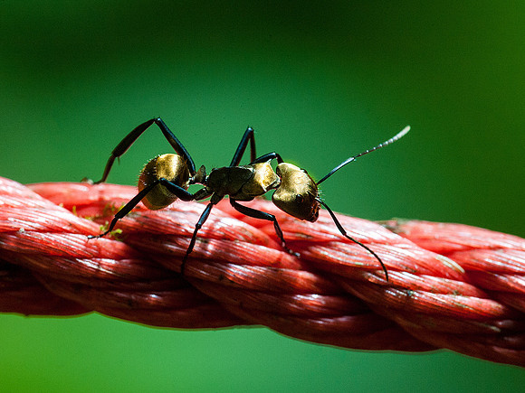 Golden Carpenter Ant