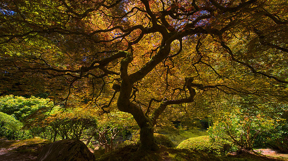 Japanese Maple Tree
