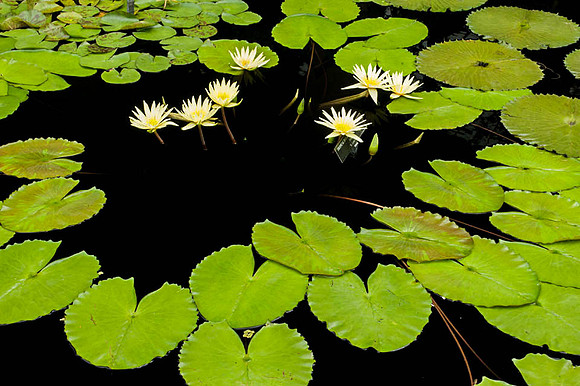 Longwood Gardens