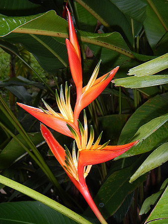 Heliconia flower