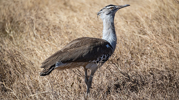 Kori Bustard