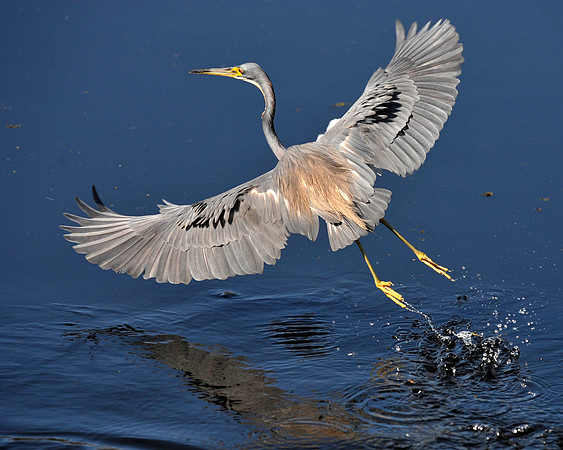 Tricolored Heron