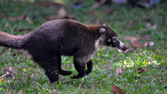 Coati