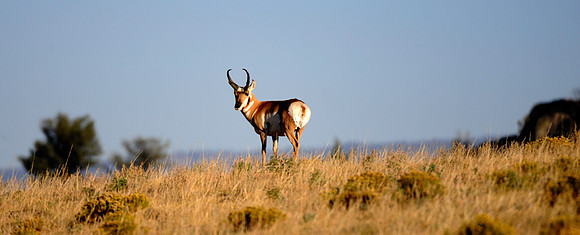 Pronghorn