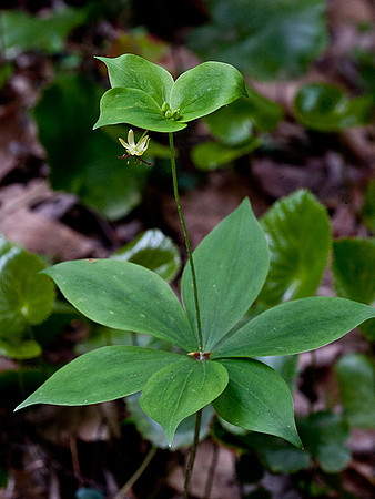 Indian Cucumber Root