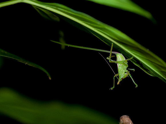 Insect