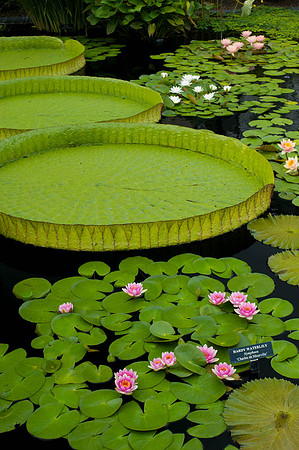 Longwood Gardens