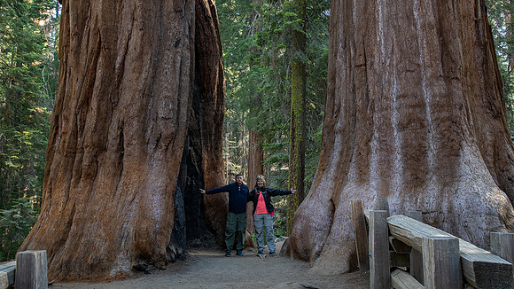 Big Trees