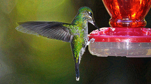 Green Crowned Brilliant Hummingbird