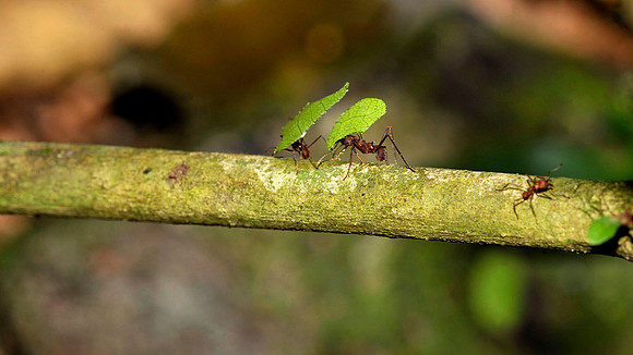 Leaf cutter ants