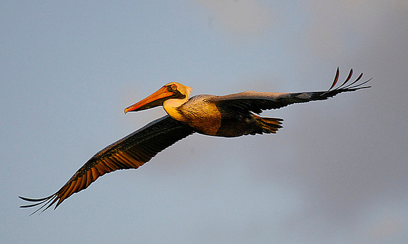 Brown Pelican