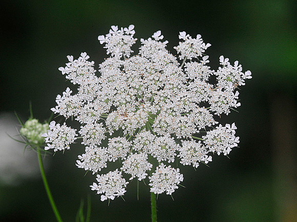 Queen Anne's Lace