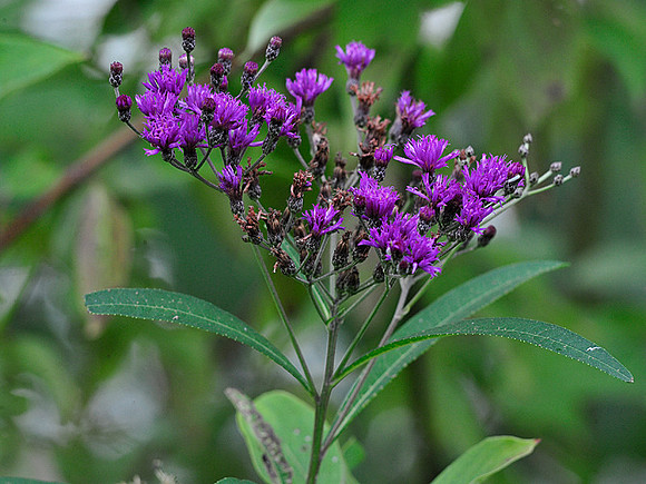 Tall Ironweed