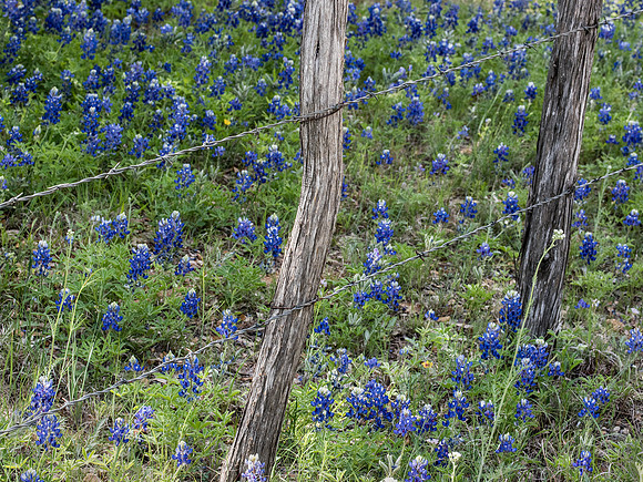 Texas Hill Country