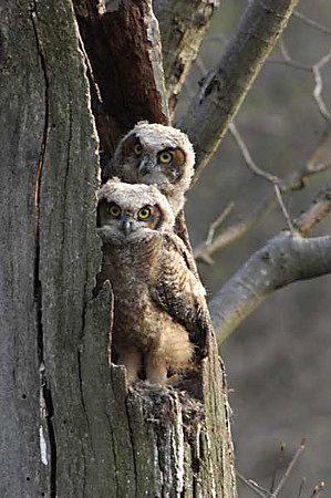 Great Horned owl chicks