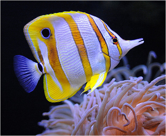 Copperband Butterflyfish