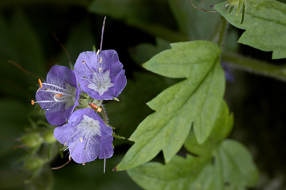 Purple Phacelia