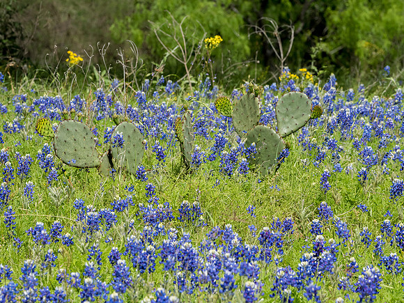 Texas Hill Country