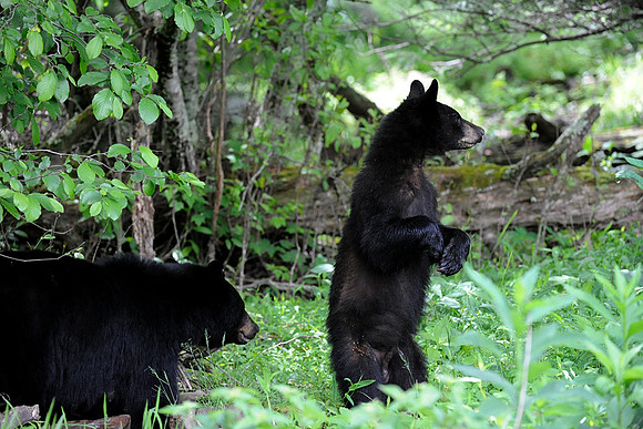 Mom and curious cub