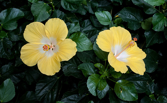Longwood Gardens
