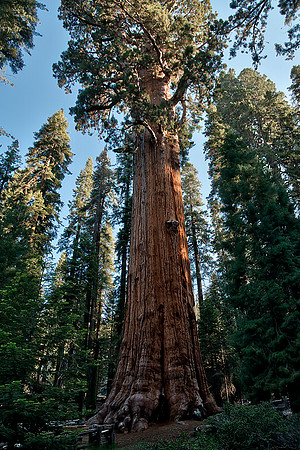 General Sherman Tree