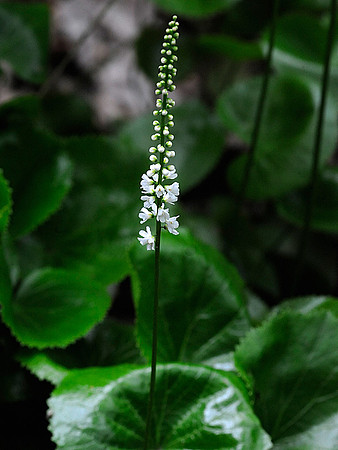 Galax