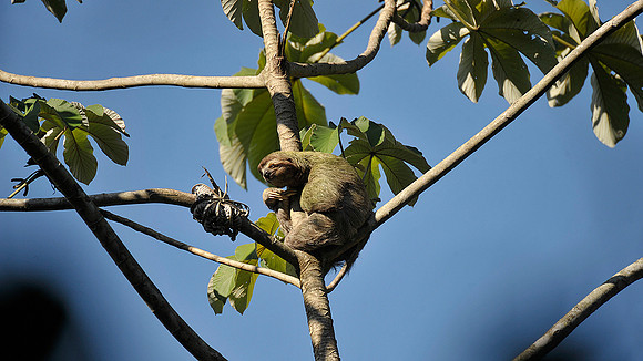 Three toed Sloth