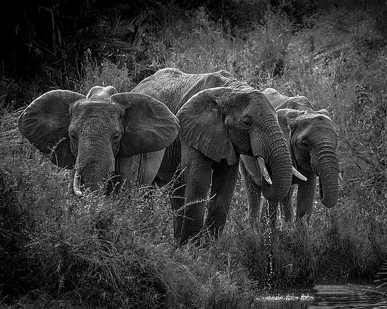 Elephants at watering hole