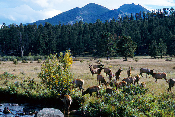 elk herd in Rocky Mountain National Park