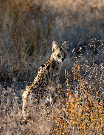 Serval