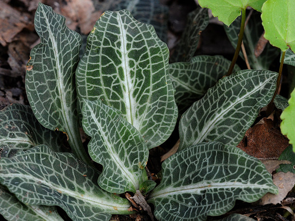 Rattlesnake Plantain leaves