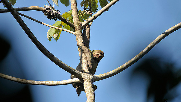 Three toed Sloth