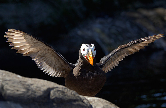 Tufted Puffin