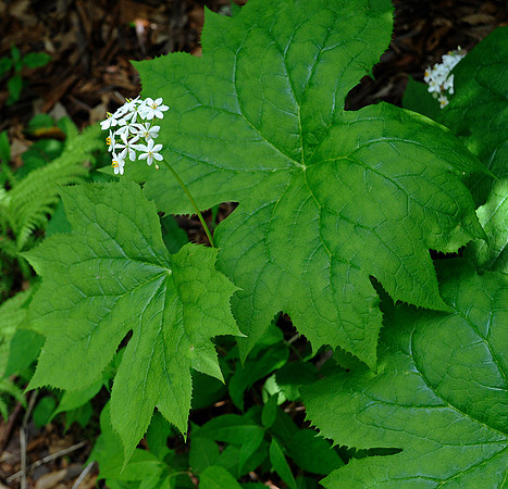 Umbrella Leaf