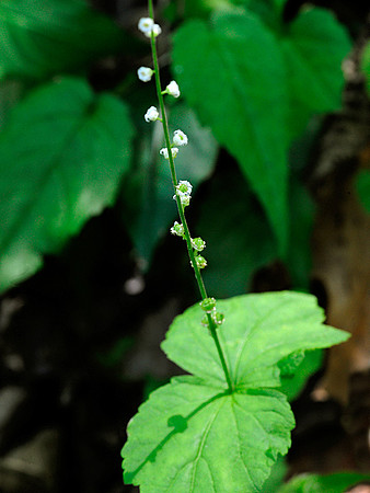 Bishop's Cap