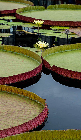 Longwood Gardens